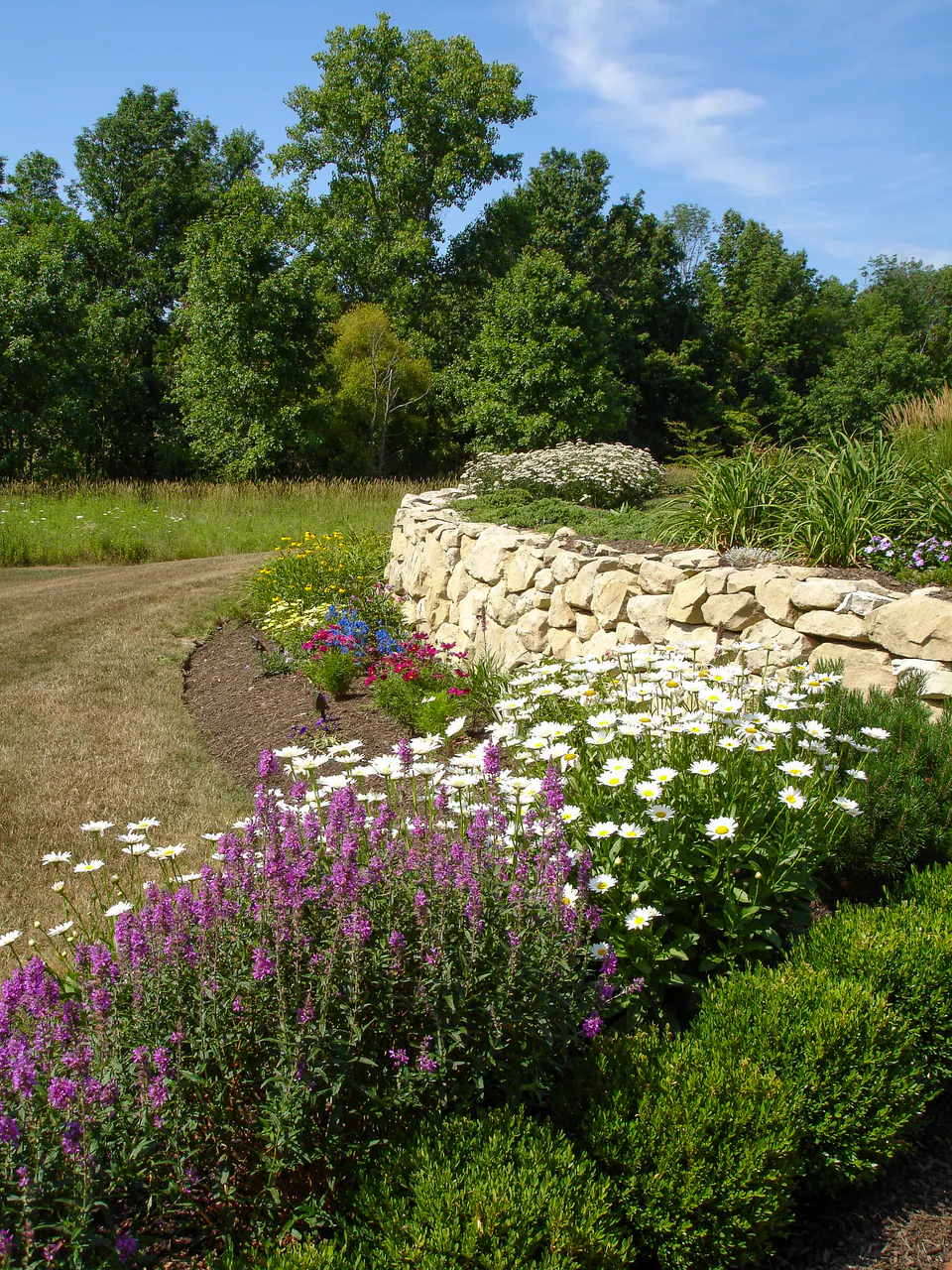 Natural limestone garden retaining wall with daisies, purple perennial blooms, boxwood, lawn, and wooded backdrop